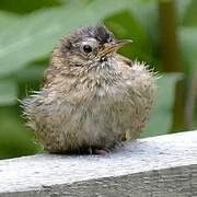 Eurasian Wren