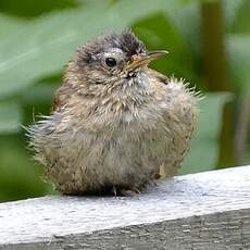 Troglodyte mignon