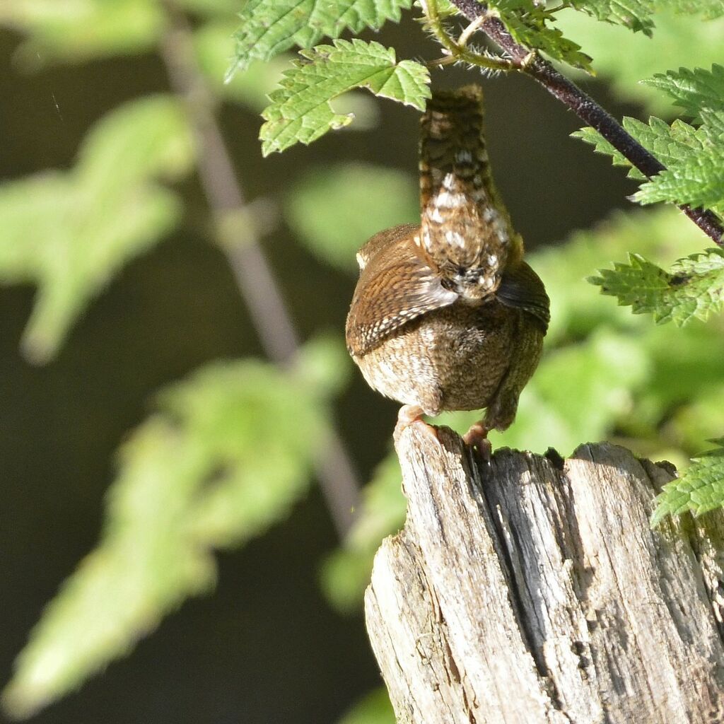 Eurasian Wren