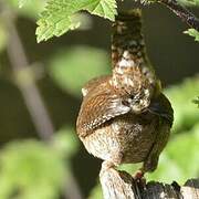 Eurasian Wren