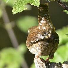 Troglodyte mignon