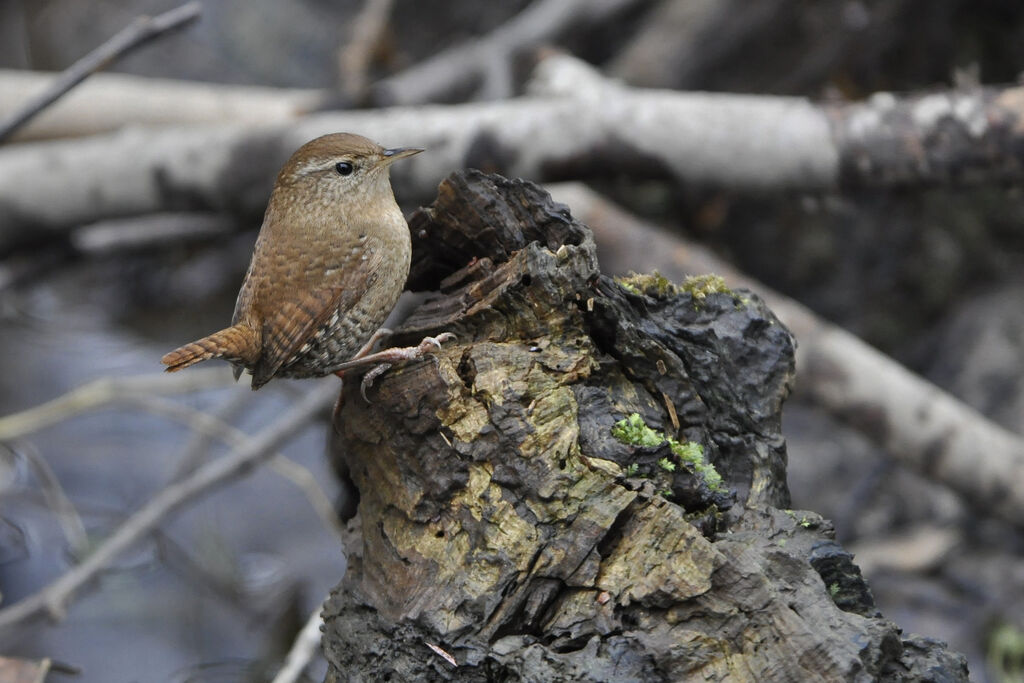 Eurasian Wren, identification