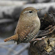 Eurasian Wren