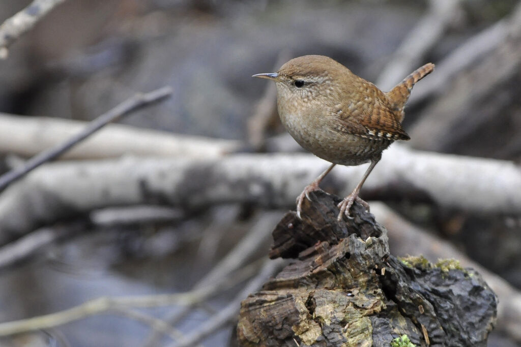 Eurasian Wren, identification