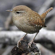 Eurasian Wren