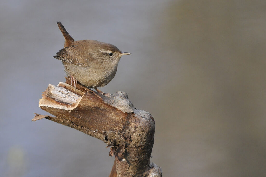 Troglodyte mignon