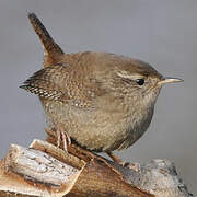 Eurasian Wren