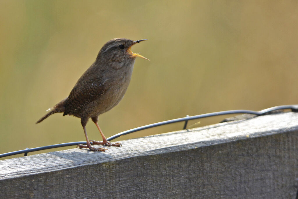 Eurasian Wren, song