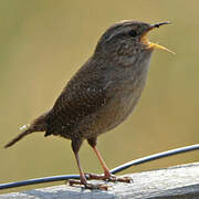 Eurasian Wren