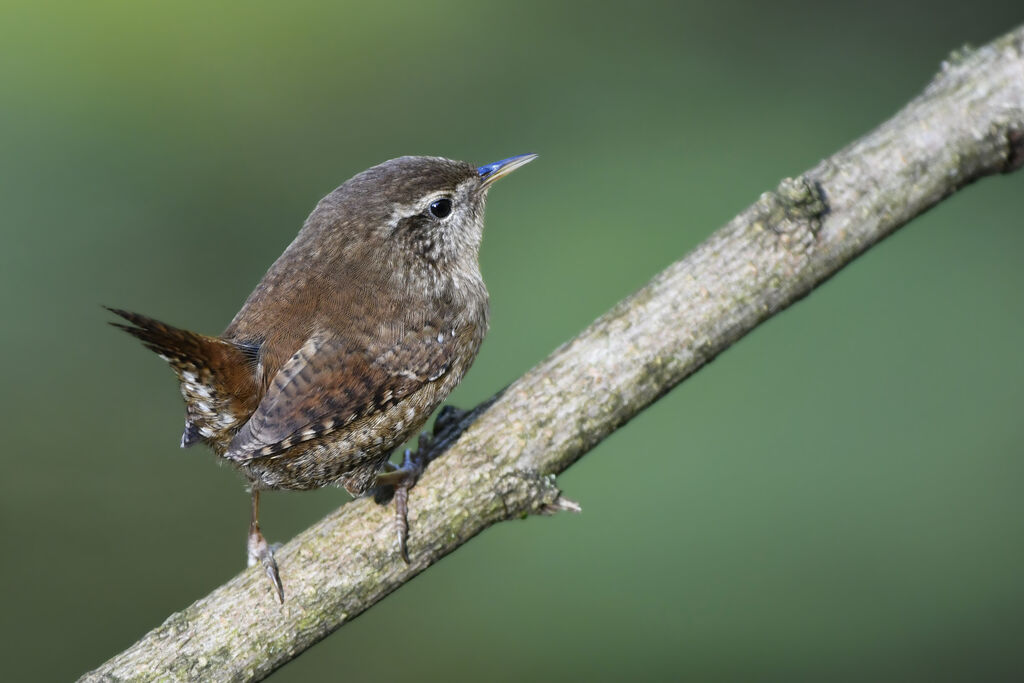 Eurasian Wrenadult, identification