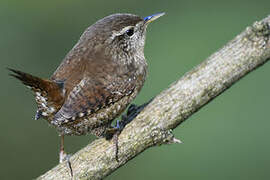 Eurasian Wren