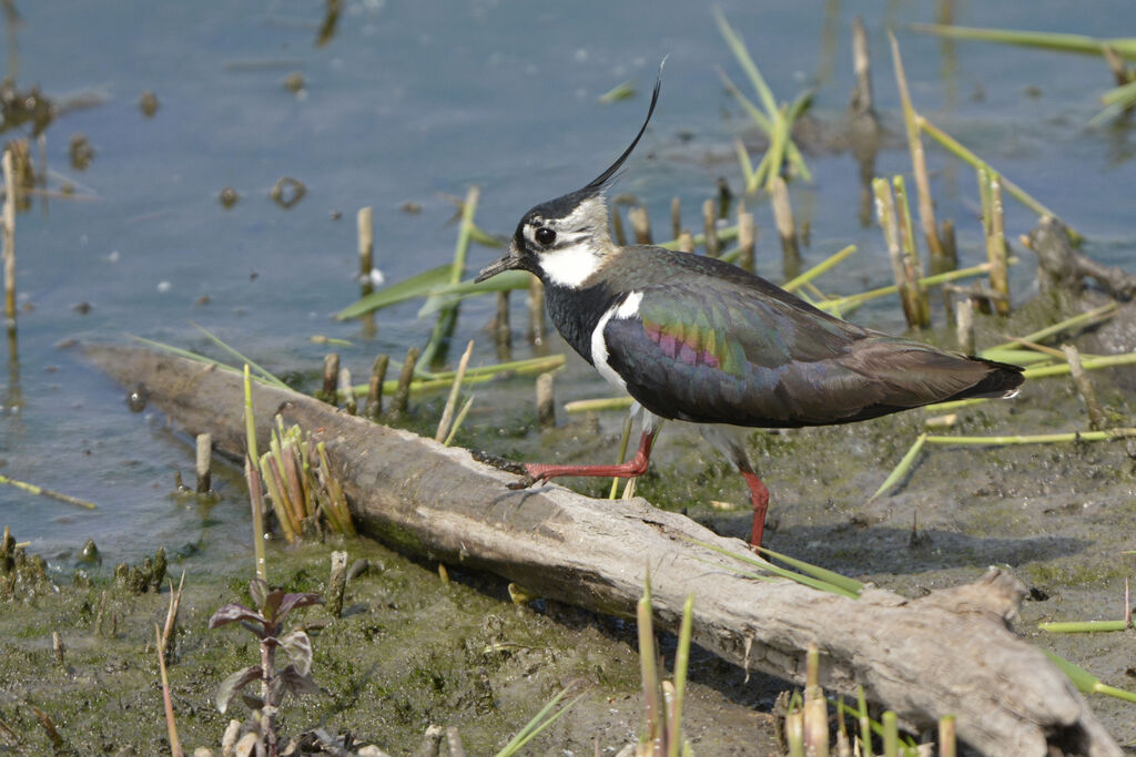 Vanneau huppé, identification