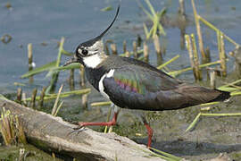 Northern Lapwing