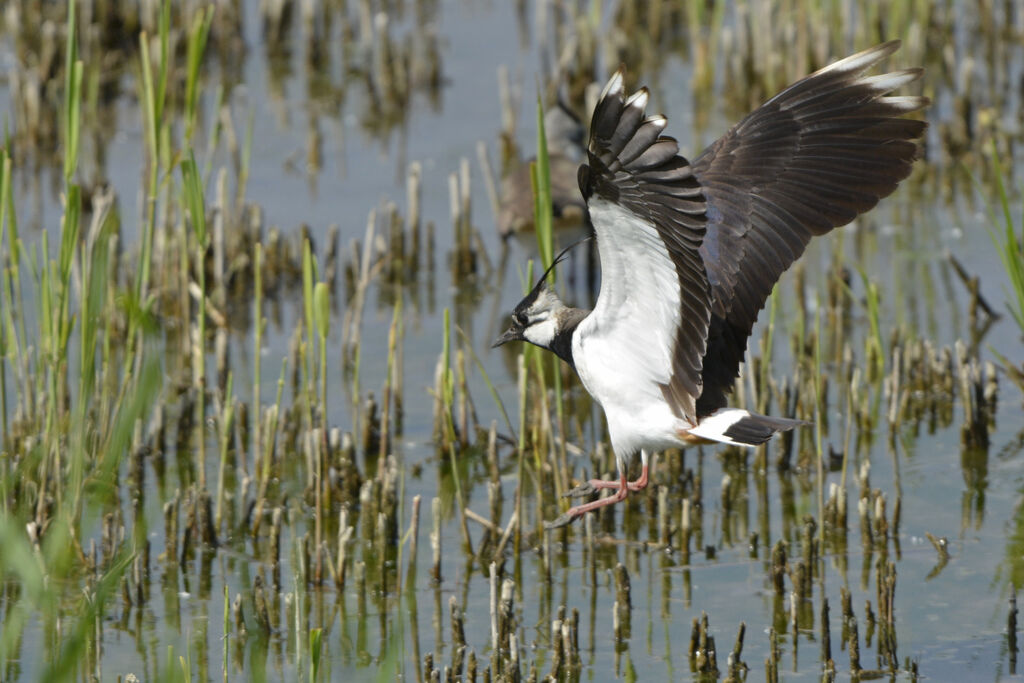 Northern Lapwing