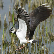 Northern Lapwing