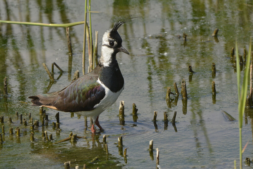 Vanneau huppé, identification