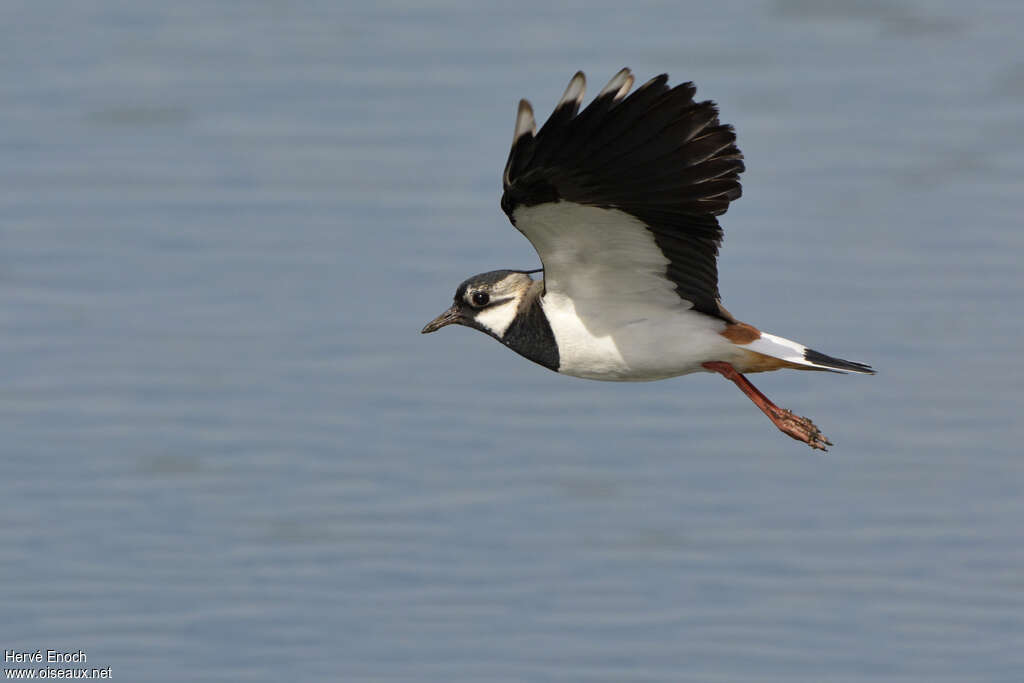 Northern Lapwing male adult breeding, pigmentation, Flight