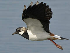 Northern Lapwing