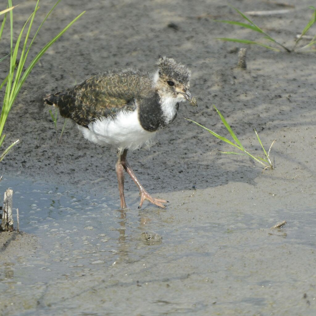 Northern Lapwingjuvenile, identification