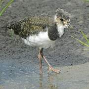 Northern Lapwing