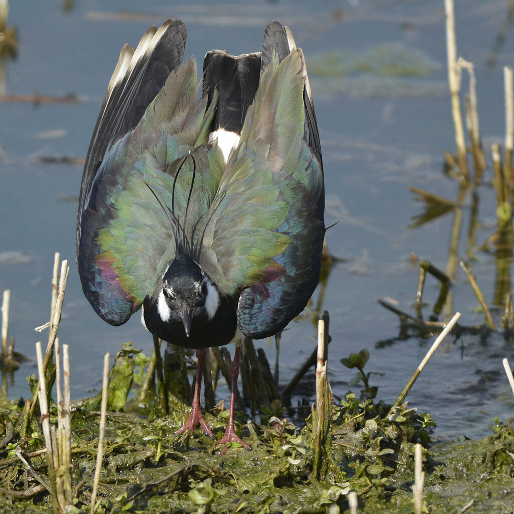 Northern Lapwing male adult, Behaviour