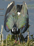 Northern Lapwing