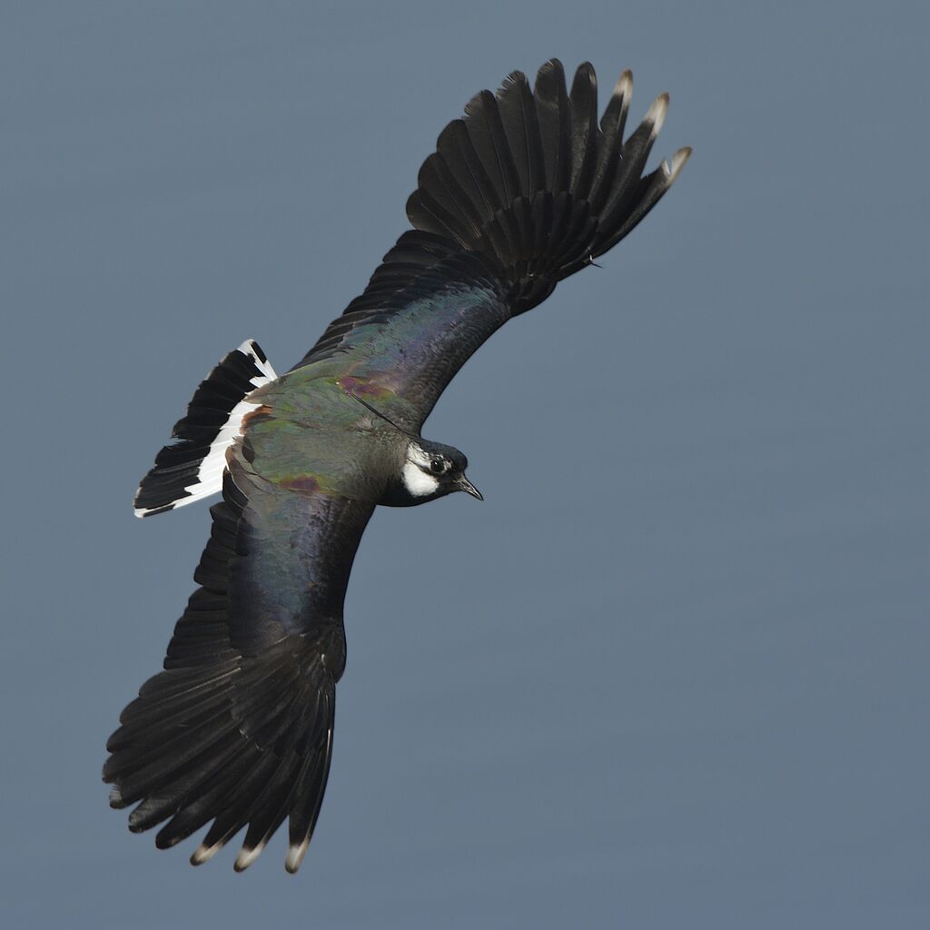 Northern Lapwing male adult, Flight