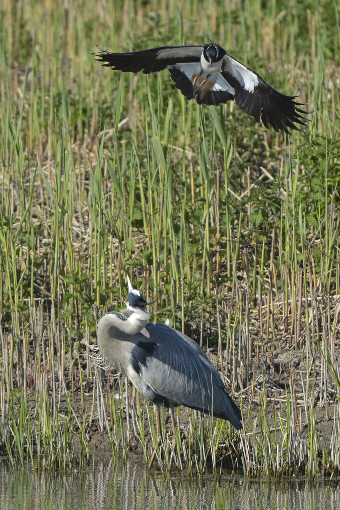 Northern Lapwing male adult, Behaviour