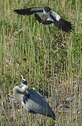 Northern Lapwing