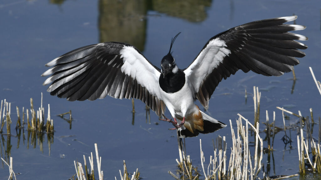 Vanneau huppé mâle adulte, identification