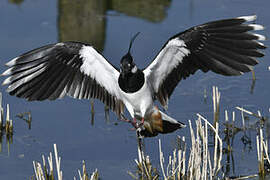 Northern Lapwing