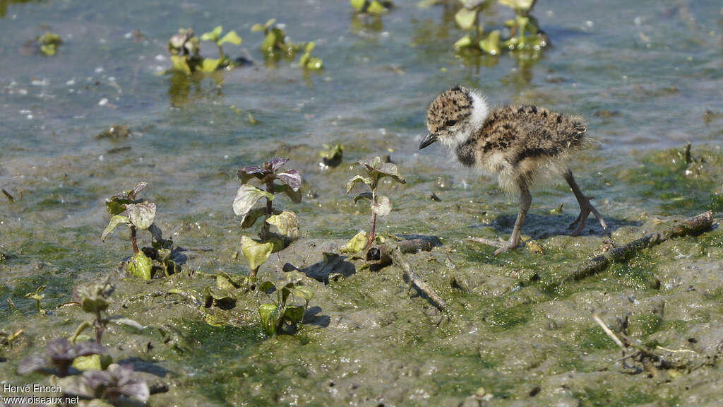 Vanneau huppéPoussin, identification