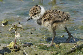 Northern Lapwing