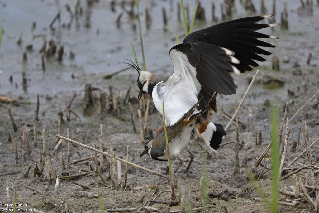 Northern Lapwingadult, mating., Behaviour