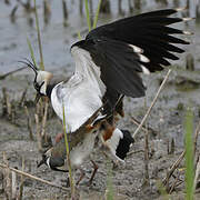 Northern Lapwing