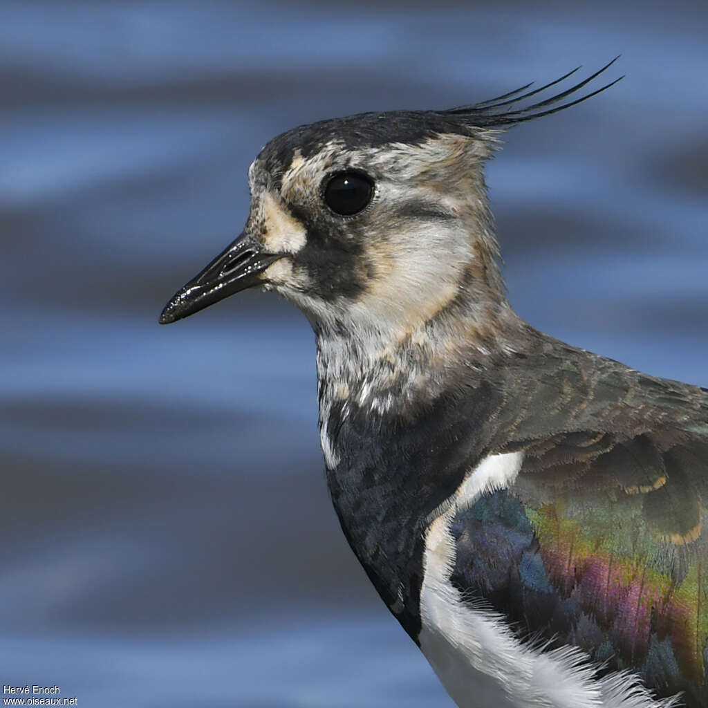 Northern Lapwing female adult post breeding, close-up portrait