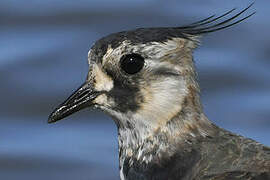 Northern Lapwing