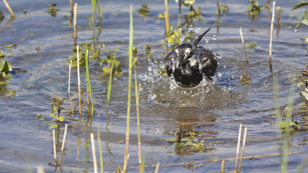 Northern Lapwingadult, Behaviour