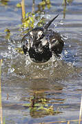 Northern Lapwing