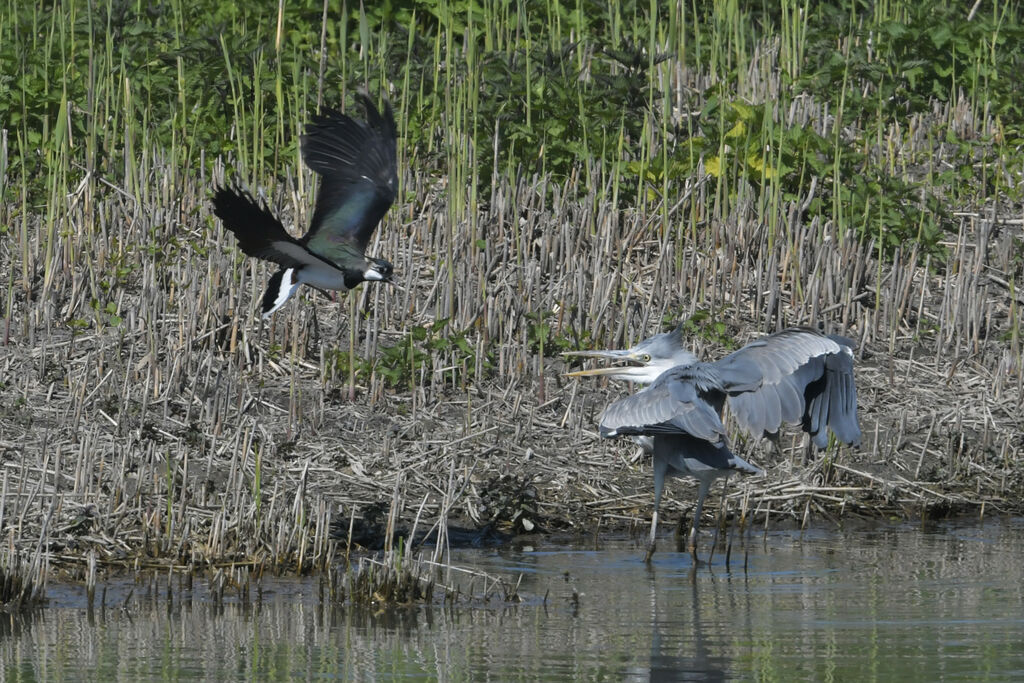 Northern Lapwingadult breeding, Behaviour