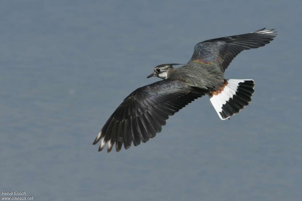 Northern Lapwing male adult, pigmentation, Flight