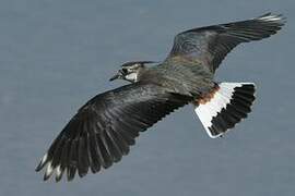 Northern Lapwing