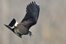 Northern Lapwing