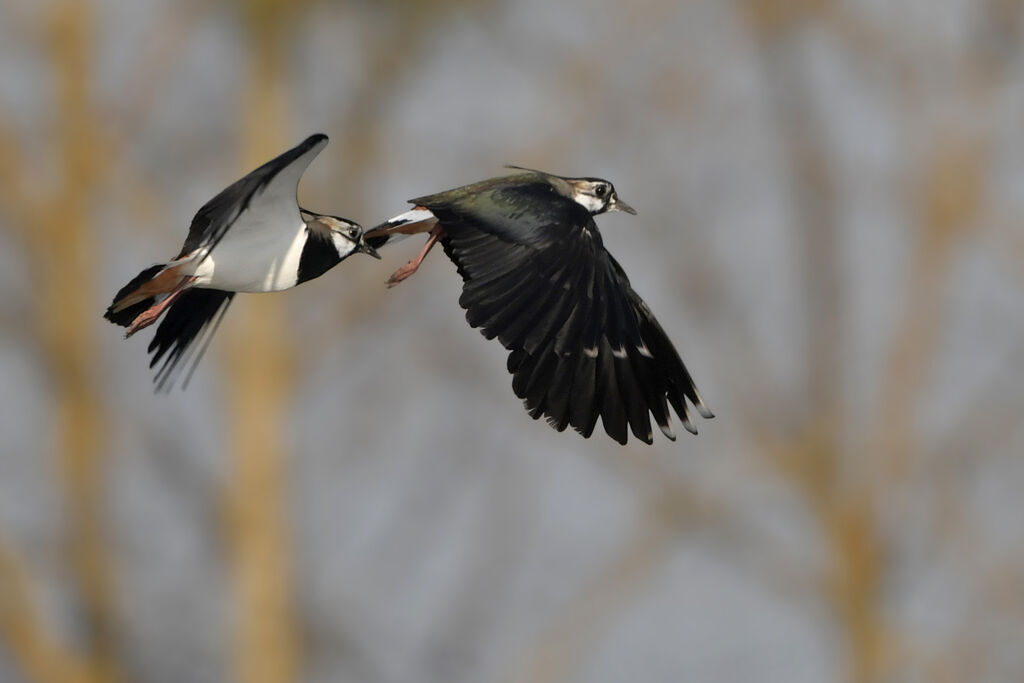 Northern Lapwingadult, Flight