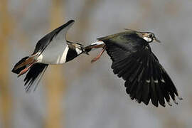 Northern Lapwing