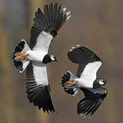 Northern Lapwing