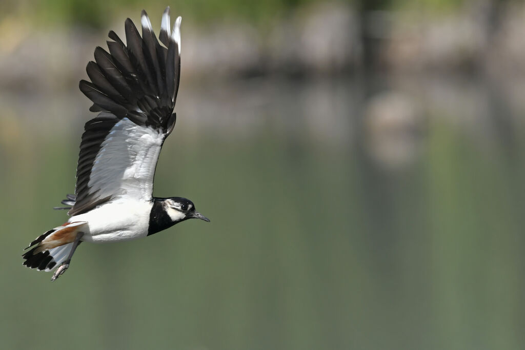 Northern Lapwingadult breeding, Flight