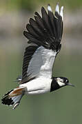 Northern Lapwing