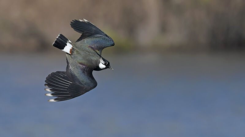Northern Lapwing male adult, Flight