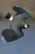 Northern Lapwing